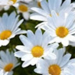 Meet your Posher, Arminda